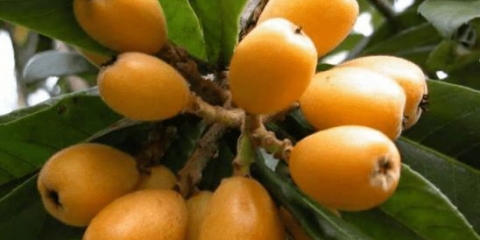 Njemačka mušmula: sadnja, njega, koristi i štete, kakve jest, sorte